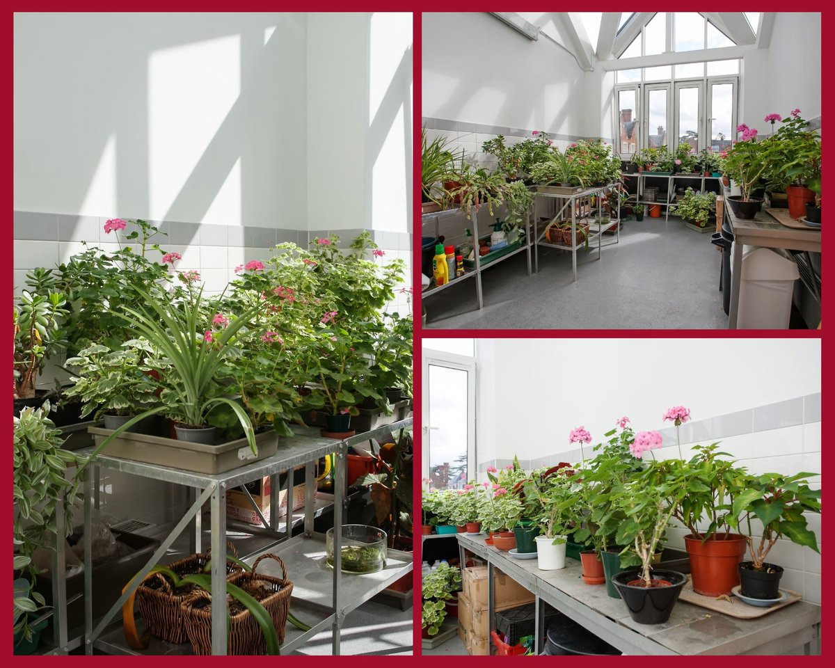 QASCaversham's tweet photo. 🌱 Located on the top floor of the science building is the biology greenhouse. Biology technician Mrs Szulc grows plants ready for experiments and practical lessons. No plants have ever been bought for the greenhouse as stocks are kept by taking cuttings. #QASScience #QASBiology https://t.co/1xzHB2suYP