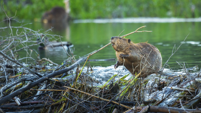 NFU responds to launch of beaver reintroduction consultation 

farmbusiness.co.uk/news/environme…

<a href="/NFUtweets/">National Farmers' Union</a> #beavers #launch