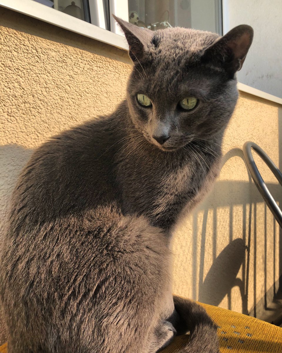 @mechapoetic My Russian blue boi