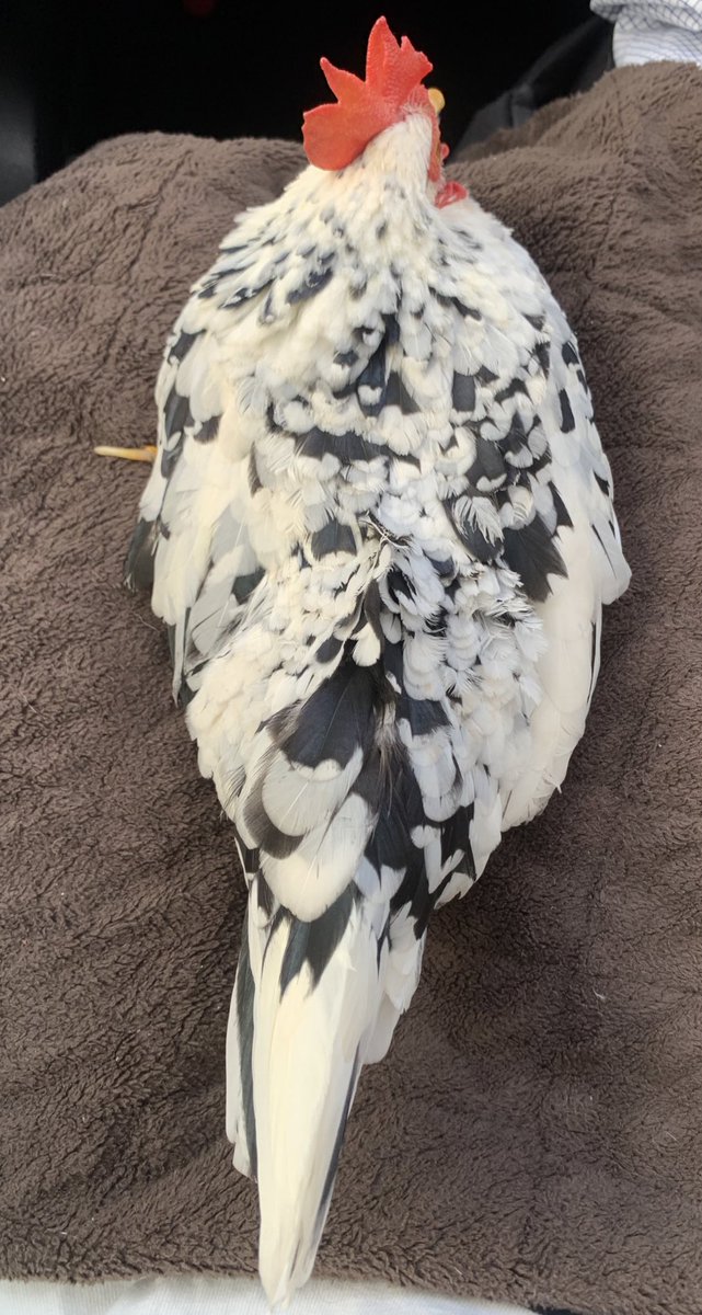 助手席の仕事頑張ってます🚘