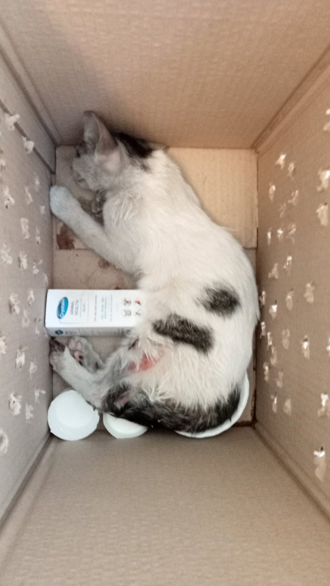 Kalça kemiğinde kırık oldugundan dolayı ameliyat olması gerekiyor araba kazası geçirdi ameliyat masrafını toplalamam için yardıma ihtiyacım var paylaşırsanız sevinirim ACİLLLL!!!!!!!!! <a href="/ibb_veteriner/">İBB Veteriner</a> <a href="/istanbulvethek/">İstanbul Veteriner Hekimleri</a> <a href="/oguz_benay/">Benay_Q#VeterinerHekim</a> <a href="/sevtapkutbek/">Sevtap Kutbek #VeterinerHekimsizSağlıkOlmaz</a> <a href="/vetkafkasklinic/">Veteriner hekim 🧑🏼‍⚕️</a>