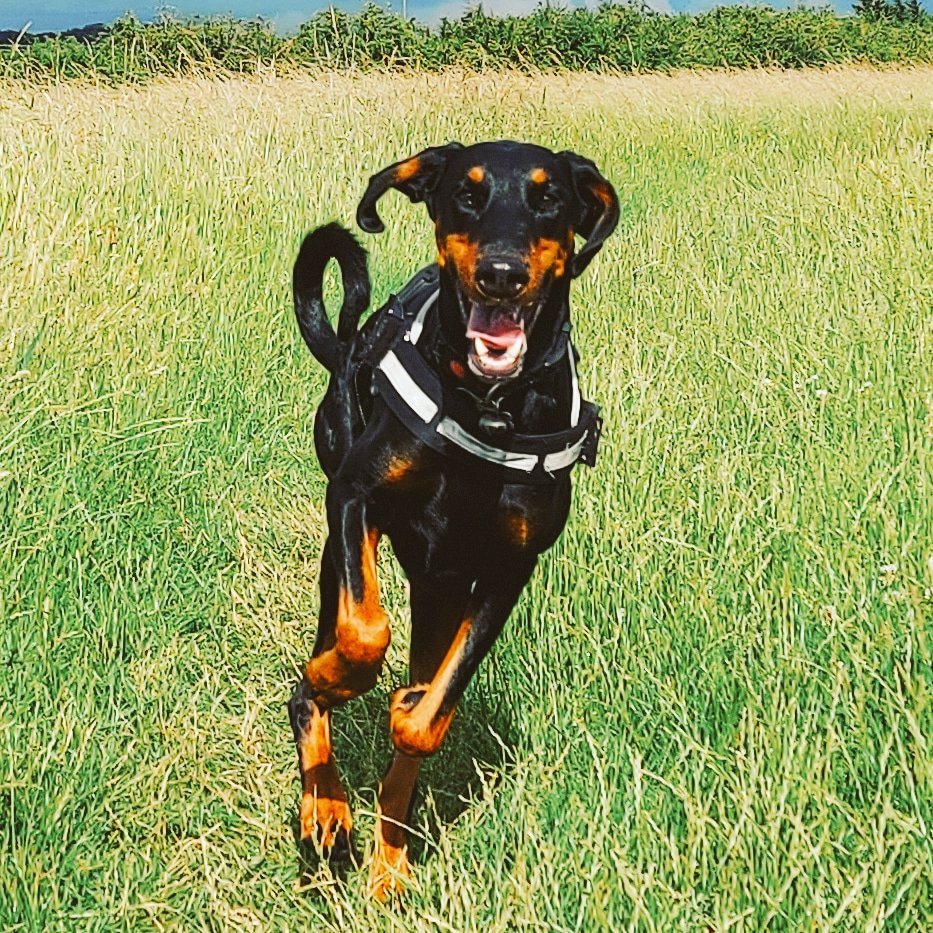 DogstrustNala's tweet photo. It wasn't me hooman I promise....but I is now looking to see if its escape somewhere https://t.co/wAEK19G4hO