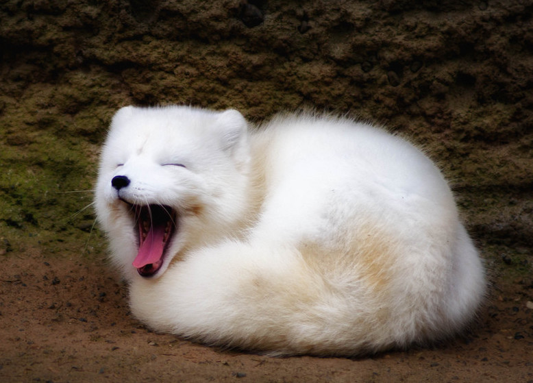 Песец обыкновенный с детенышами. Полярная лиса щенок. Детеныш песца как называется. Детеныши белого песца. Детеныш песца как называется.