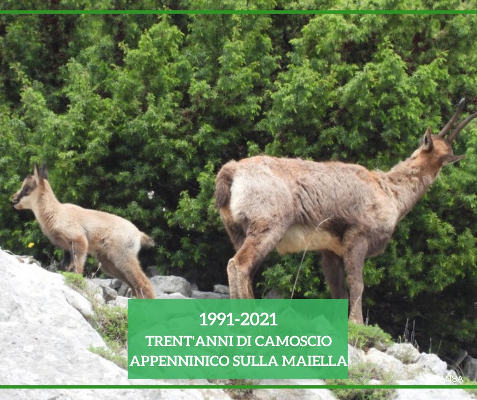 È la colonia di #camosci più robusta dell'#Appennino e conta oltre 1.500 individui: è quella che vive nel @parcomajella da dove sono partiti gli esemplari fondatori di due colonie, quella dei <a href="/MontiSibillini/">STL Monti Sibillini</a> e quella del <a href="/ParcoSirenteVel/">Parco Sirente Velino</a>.
#ANSAAmbiente
➡ bit.ly/3mpJIlL