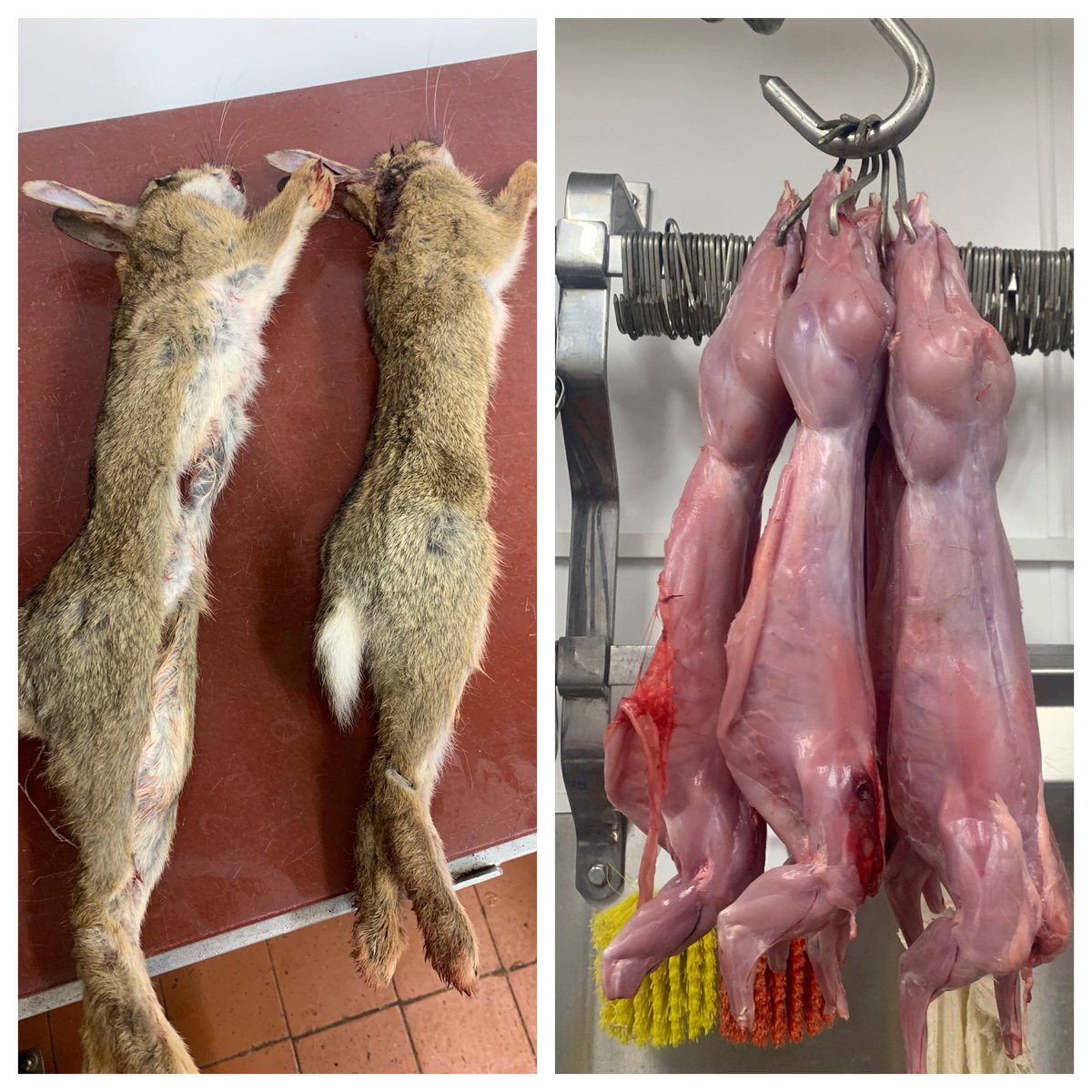 I’ve spent the morning at the local butchers skinning rabbits and learning a bit more about butchery 🐄