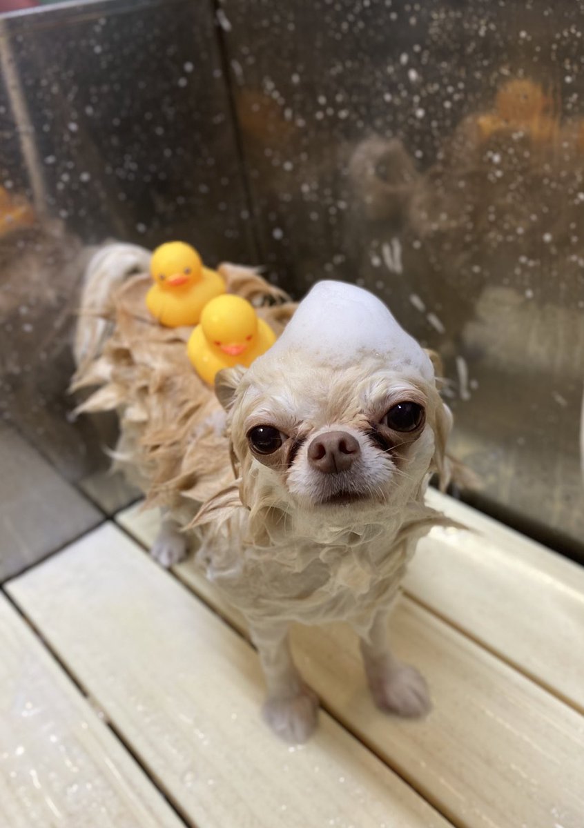 最終兵器ちせ Chisap 3111 Twitter