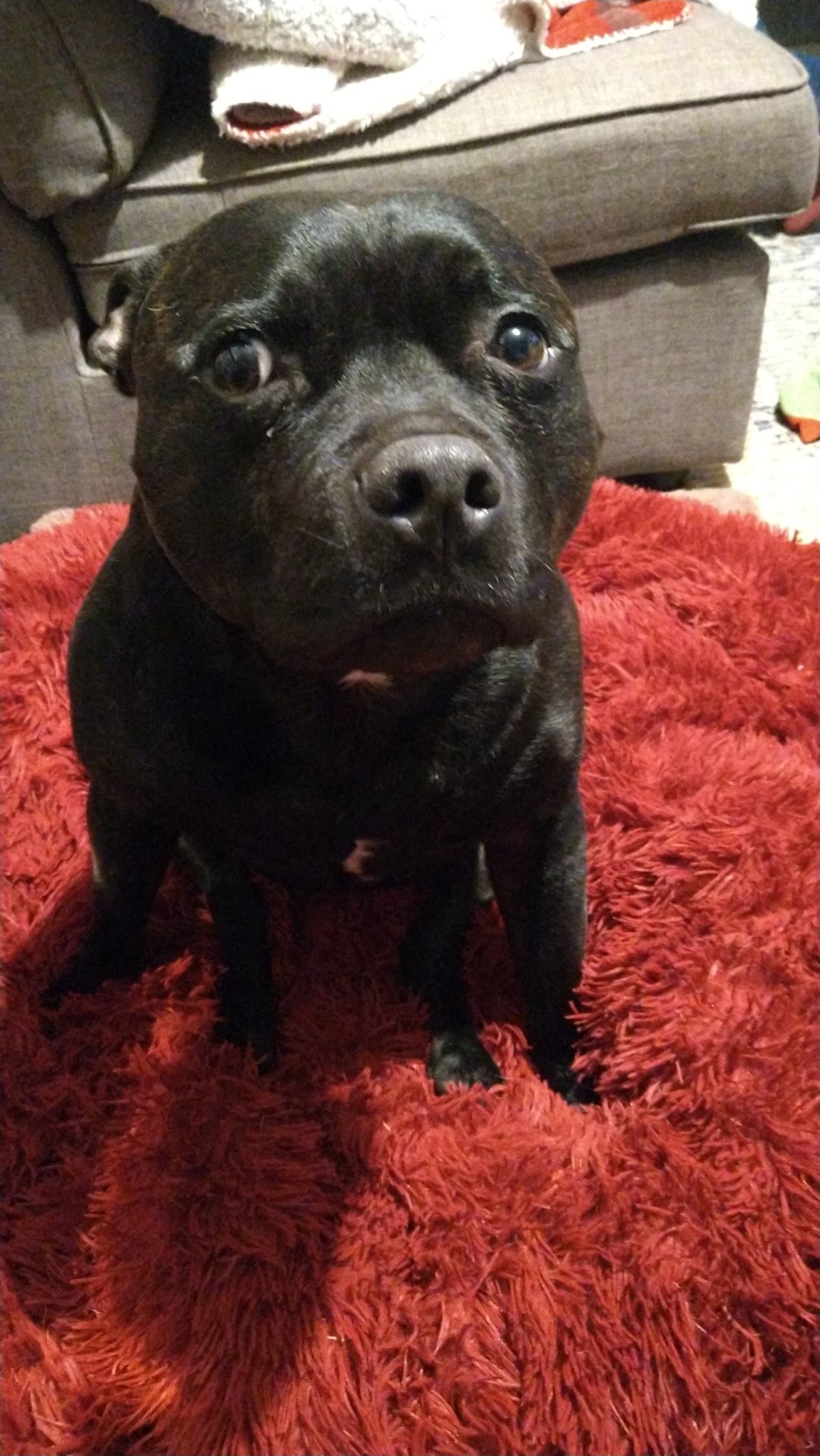 What Happens If A Dog Eats A Cigerette Butt