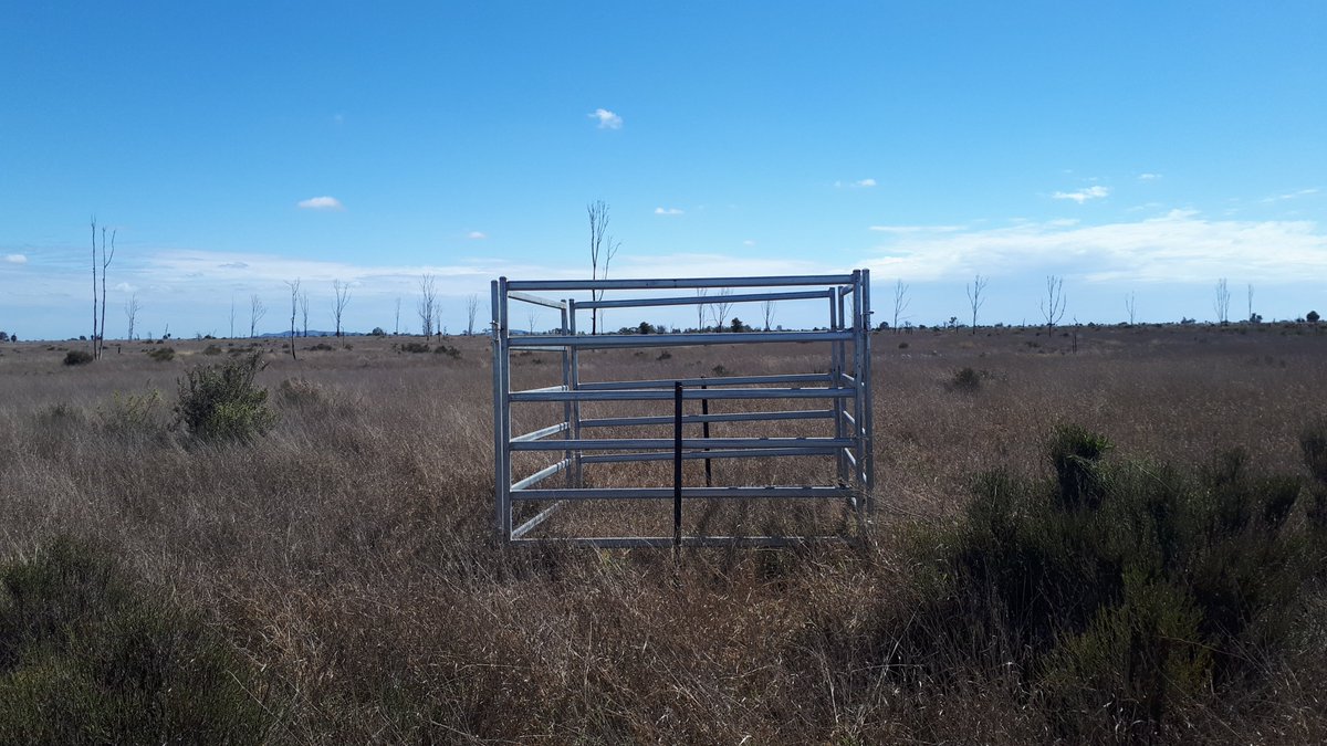 RASarahCarrick's tweet photo. The week started with a quick trip to do some Flux tower maintenance and biomass sampling in Central Queensland. @SustainableAg_ @AgrimixPastures #fluxtower https://t.co/FF1mYTLiCd