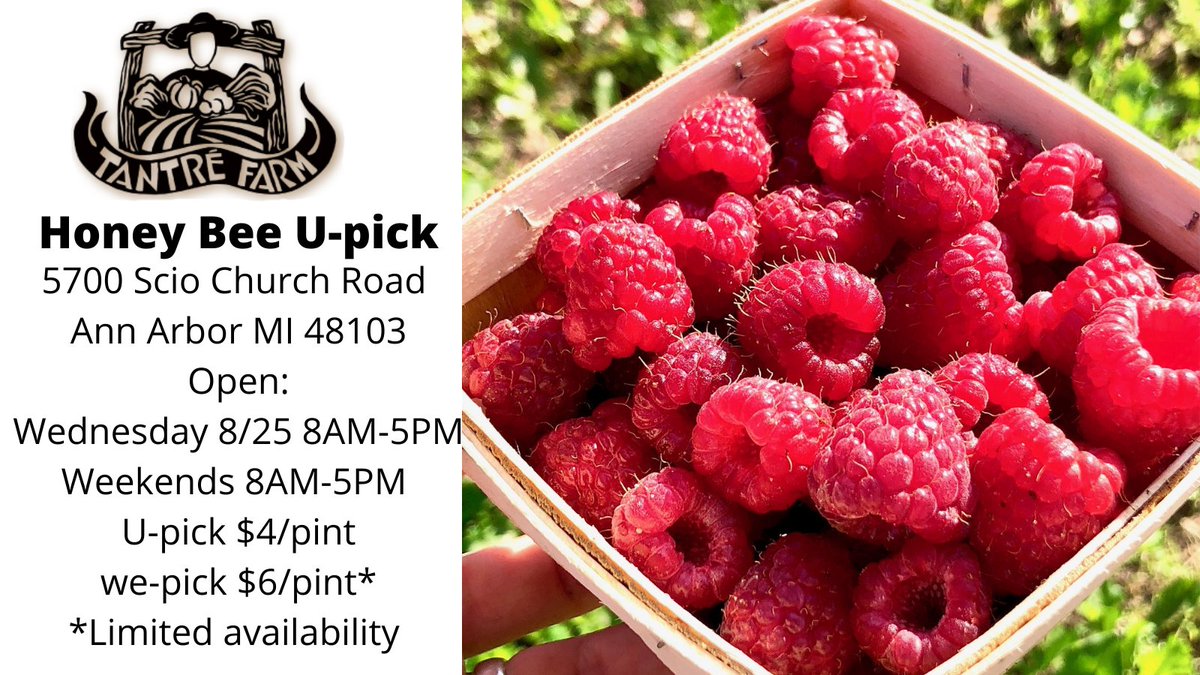 tantrefarm's tweet photo. Come to Honey Bee U-pick today 8/25 to pick #raspberries in #AnnArbor from 8AM-5PM or this weekend same time, please share! https://t.co/LrDAThBkQc