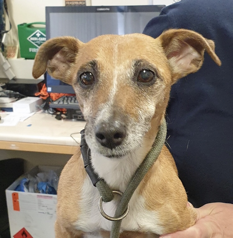 PSOSAbershire's tweet image. Does anyone recognise this lady…?  Found in #Pennan this morning and handed in to our #Fraserburgh office.  Issues reading the chip so limited information I’m afraid.  Please feel free to share so we can get her home.  Thank you.