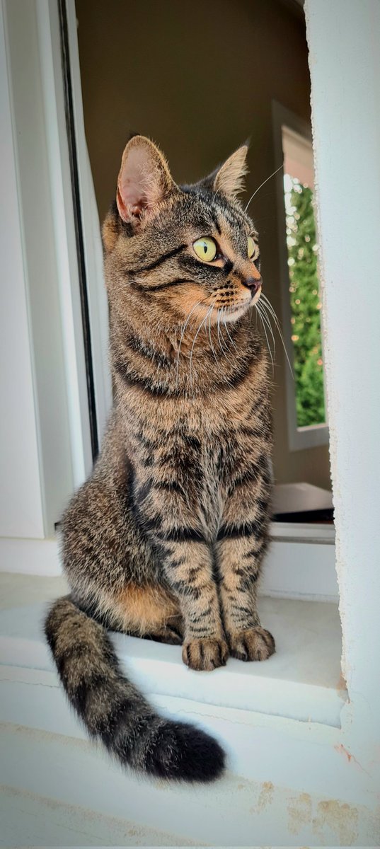 EmilieMurith's tweet photo. Cat

#cat #chat #katze #animal #wallpaper
#online #prints #printsforsale #photographer #pics #onlineshopping 

https://t.co/MalLLu4avm https://t.co/YgqGjmzDnQ