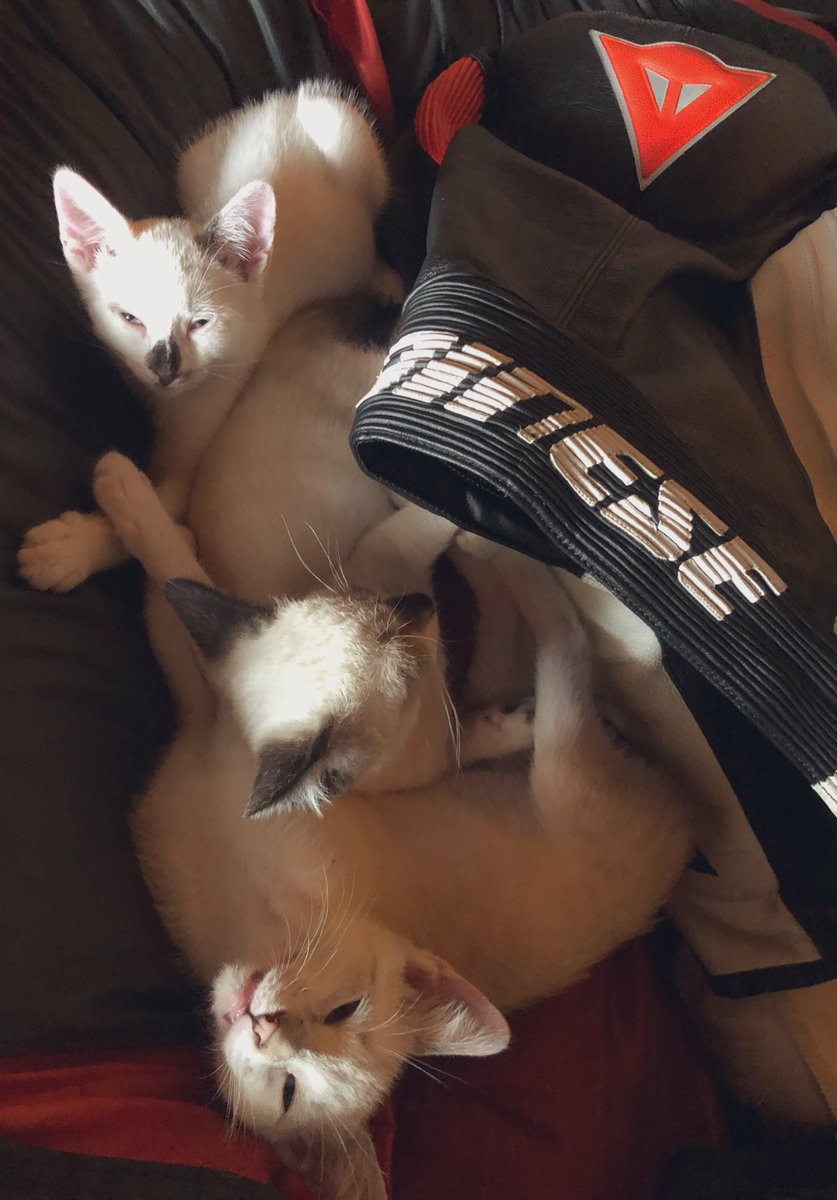 Senhoraceive's tweet photo. O que lles presta durmir nas chaquetas 🤷🏽‍♀️🤷🏽‍♀️ https://t.co/kPOe2IdRHf