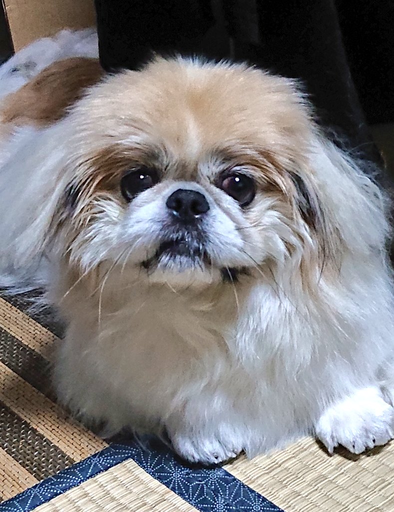 アキツ Akithu0999 Twitter