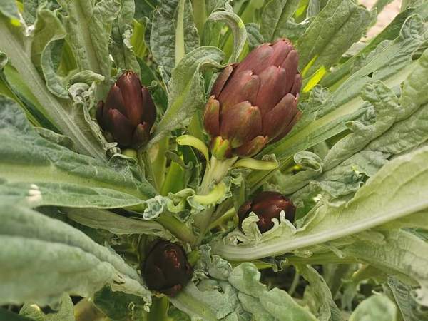 CaFoscari's tweet photo. Grazie al progetto di ricerca "HAIR: Hair e Agrifood. Innovare Riciclando" di Ca' Foscari, foglie e gambi di carciofo scartati al mercato ortofrutticolo di #Rialto diventano prodotti innovativi per la salute e la bellezza dei capelli.
 
🌐La news: https://t.co/IbwWkxnthn https://t.co/f9N9lJVrTO