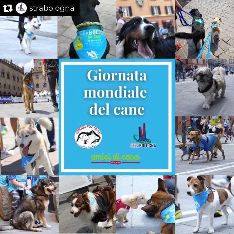 Passion_ForDogs's tweet photo. @StraBologna #giornatadelcane #cani #DogLover #DogLife https://t.co/xPoJ79BJB9