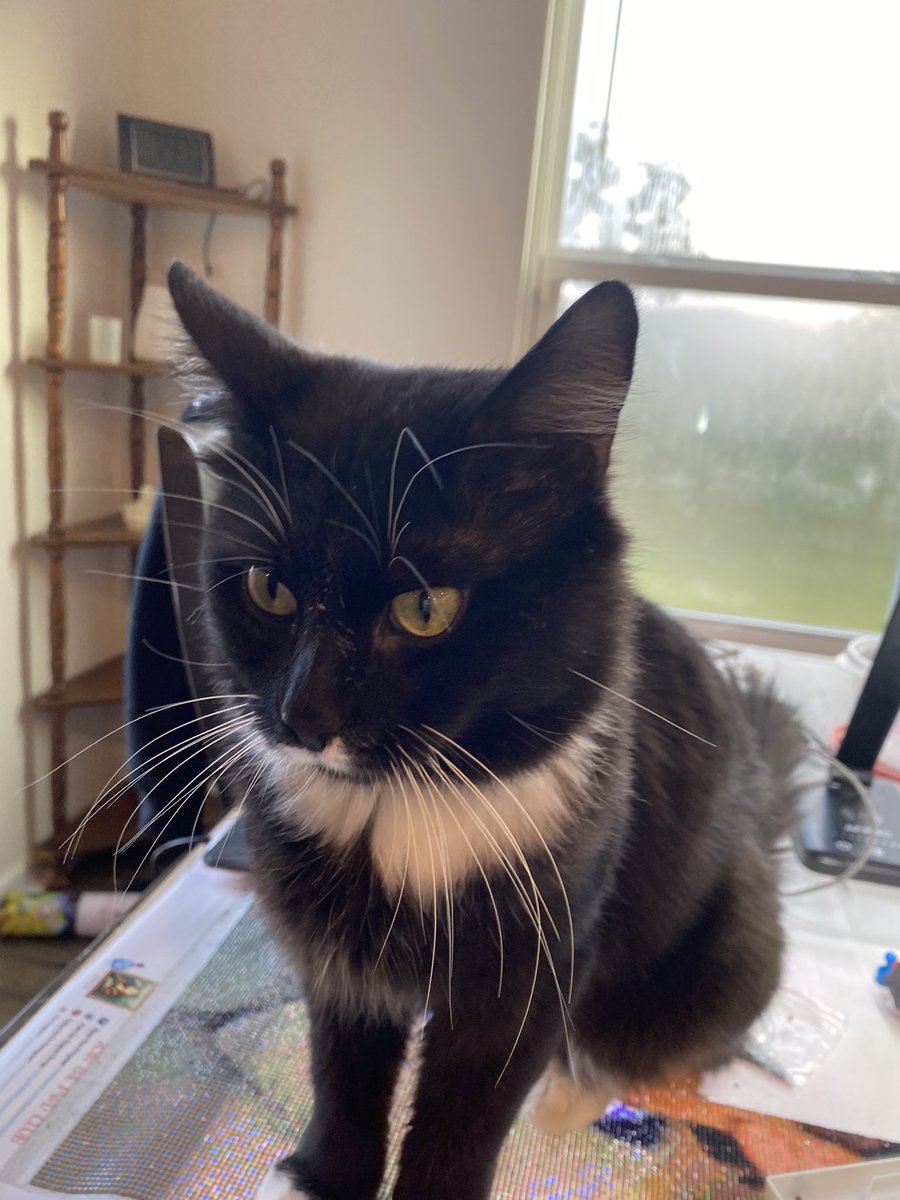 SjSrwillis06's tweet photo. I’m trying to work here Oreo!! #SupervisorCat Inspecting my work again!! 😂 #SPNFamily https://t.co/Bvpuapy4rb