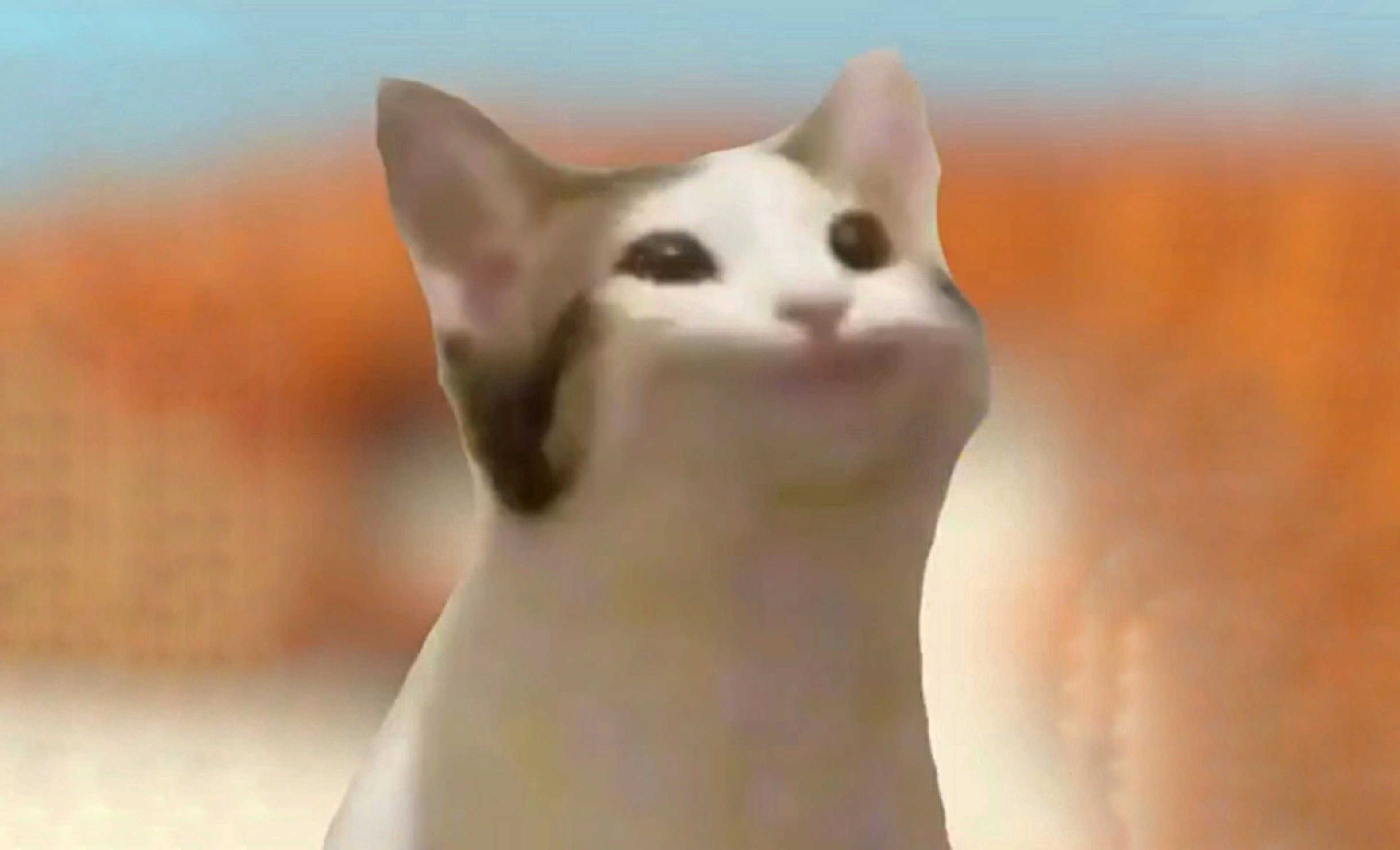 Поп кот