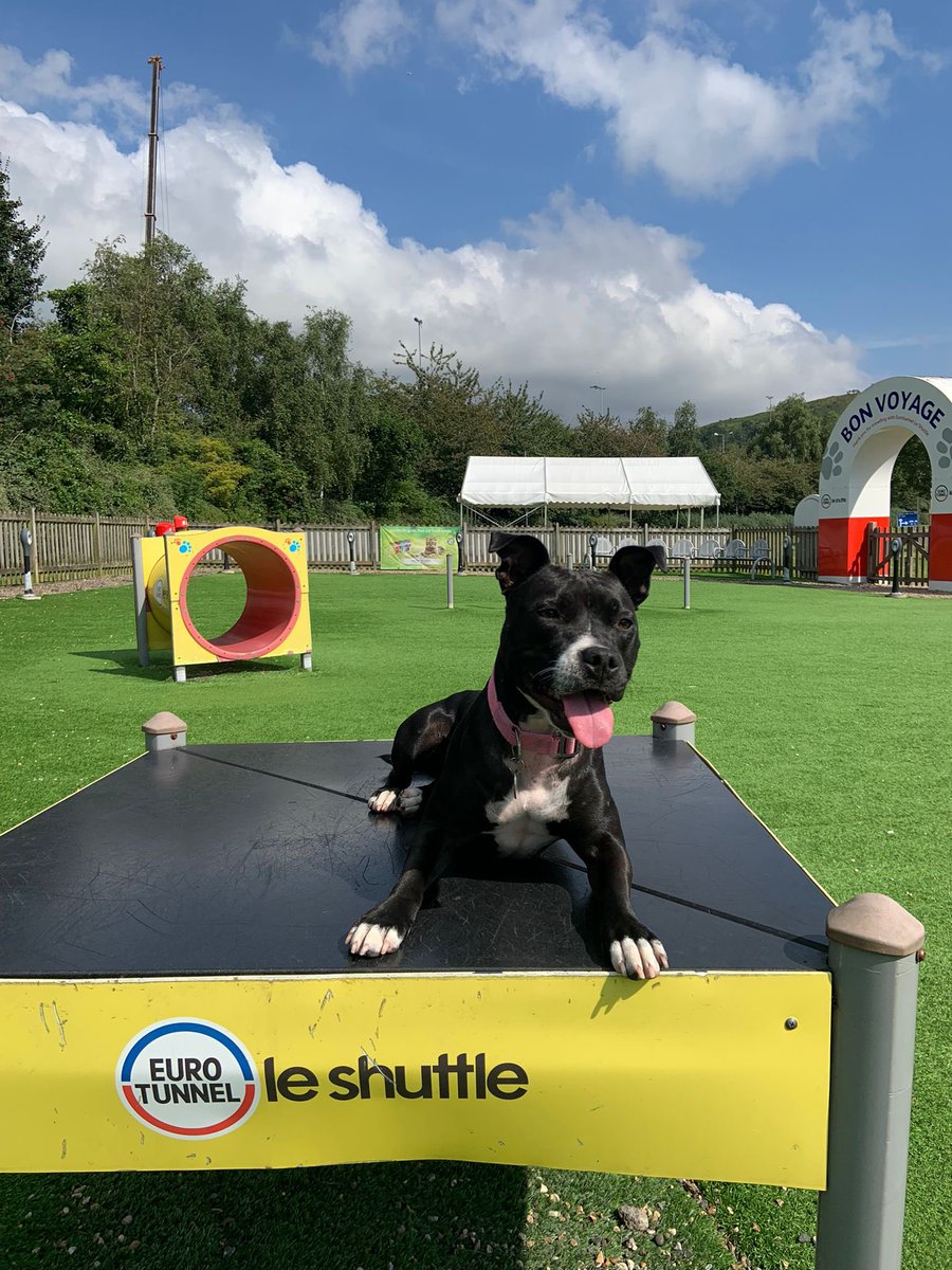 BridgetJaneLong's tweet photo. Hi everyone I am Willow the Wonder Dog 👋🏻🐶

I am currently in the doggy play area at Eurotunnel about to go on an exciting adventure 
Me, Mum (Rose) and Dad (Max) are leaving the UK today to live in Paris 🇫🇷 a big deal!
See ya on the flip side humans! 👋🏻🚝 https://t.co/MstBklGbuv