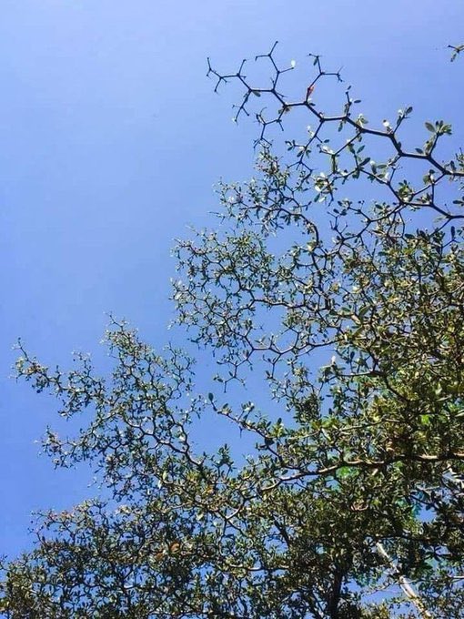 ninjasniperpon1's tweet photo. Peep the hexagonal growth of the tree 🌳 https://t.co/hdlM4ZBh9Q