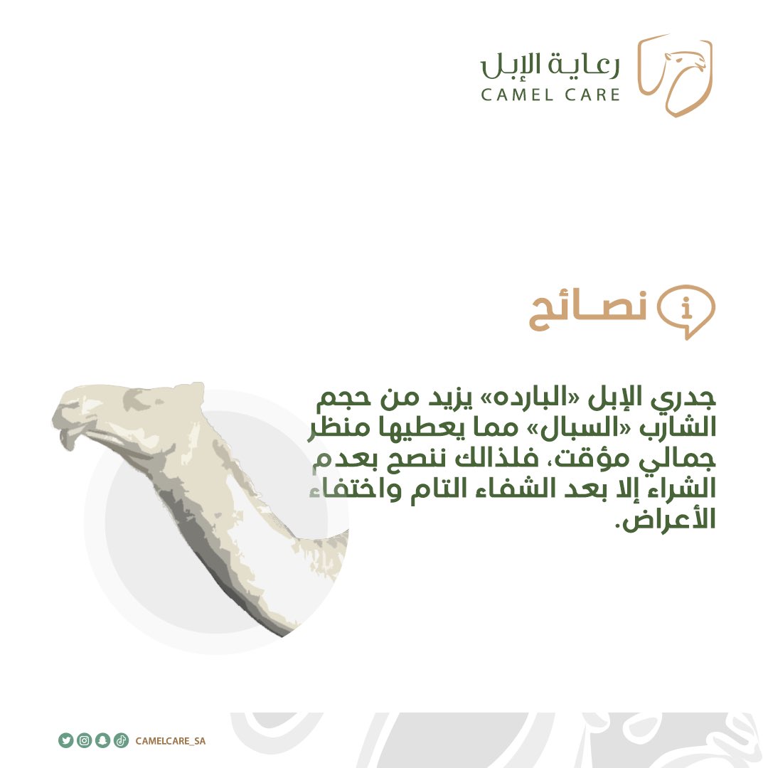 أعراض جدري الإبل «البارده» تعطي منظر جمالي للإبل مؤقت: 

#رعاية_الابل