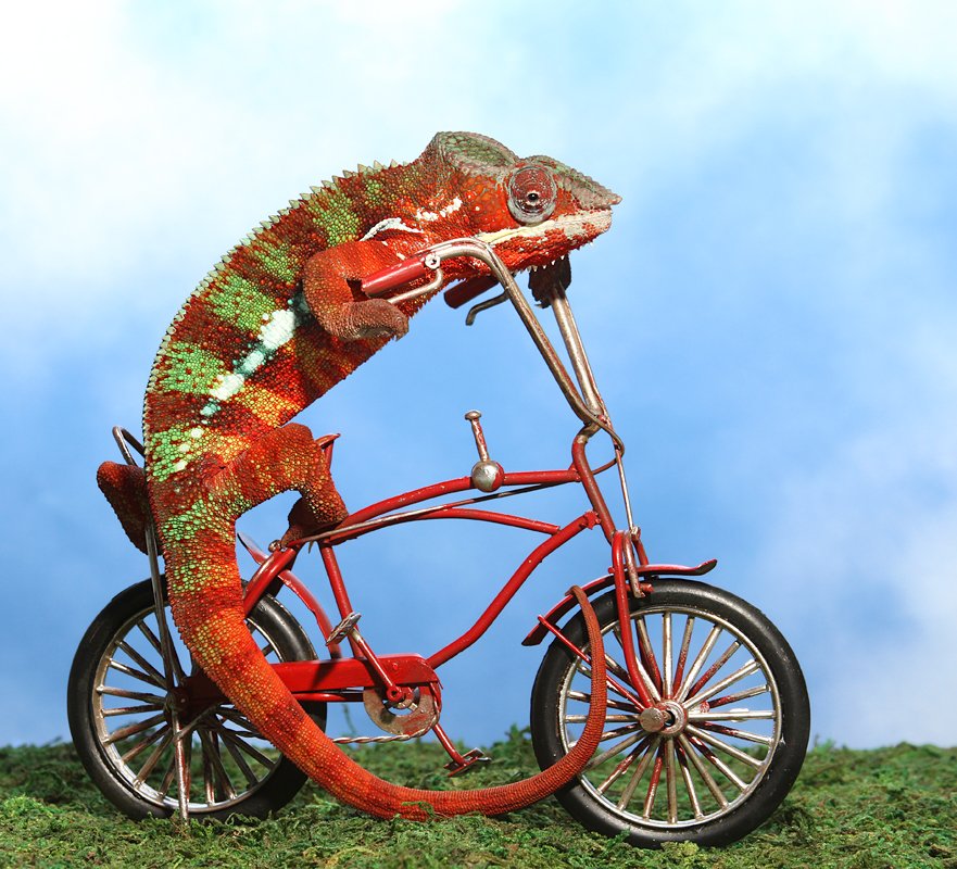 Tim_M_Booth's tweet photo. @sachadecarlo @SPTLabtech To celebrate your official arrival, I googled 'chameleon on a bike', enjoy... and welcome to the team! 🎉 https://t.co/O5C8n13V80
