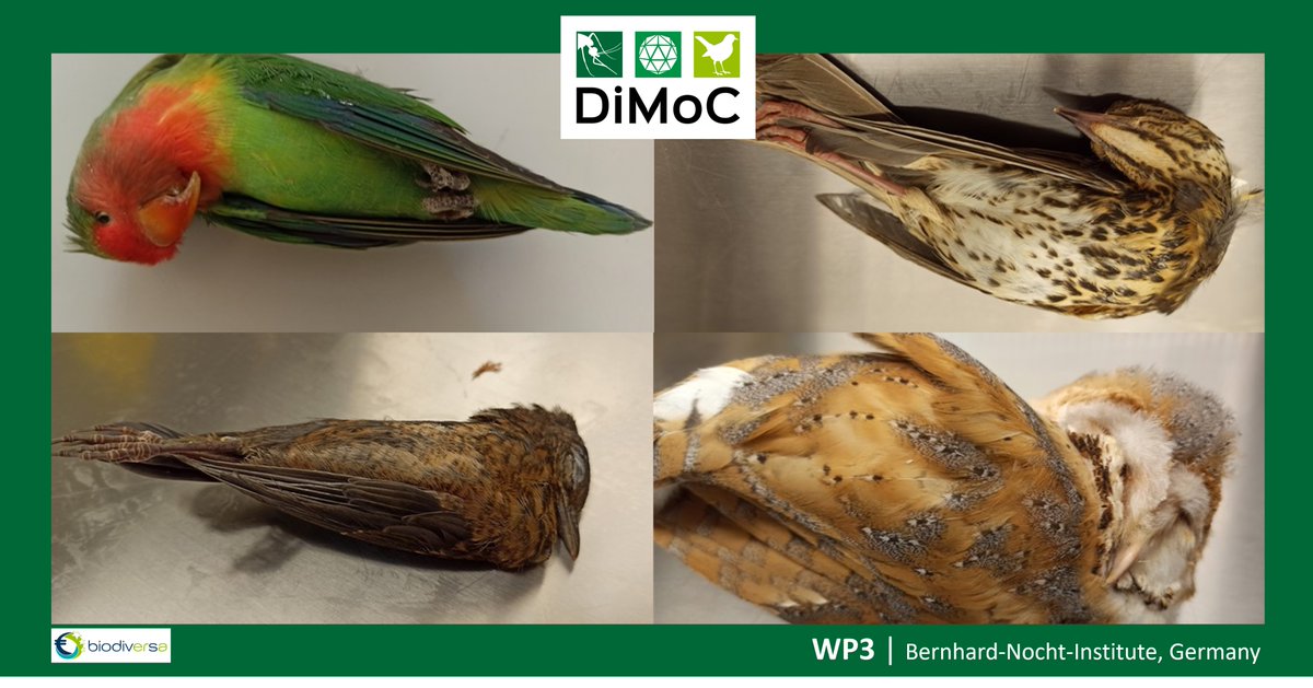 DiMoC (@dimoc11) on Twitter photo News from Germany @BNITM_de
Although the summer temperatures are moderate, dead birds submitted by citizens indicate the circulation of Usutu virus and West Nile virus also in 2021!
#DiMoC <a href="/BiodivERsA3/">BiodivERsA3</a> News from Germany @BNITM_de
Although the summer temperatures are moderate, dead birds submitted by citizens indicate the circulation of Usutu virus and West Nile virus also in 2021!
#DiMoC <a href="/BiodivERsA3/">BiodivERsA3</a>