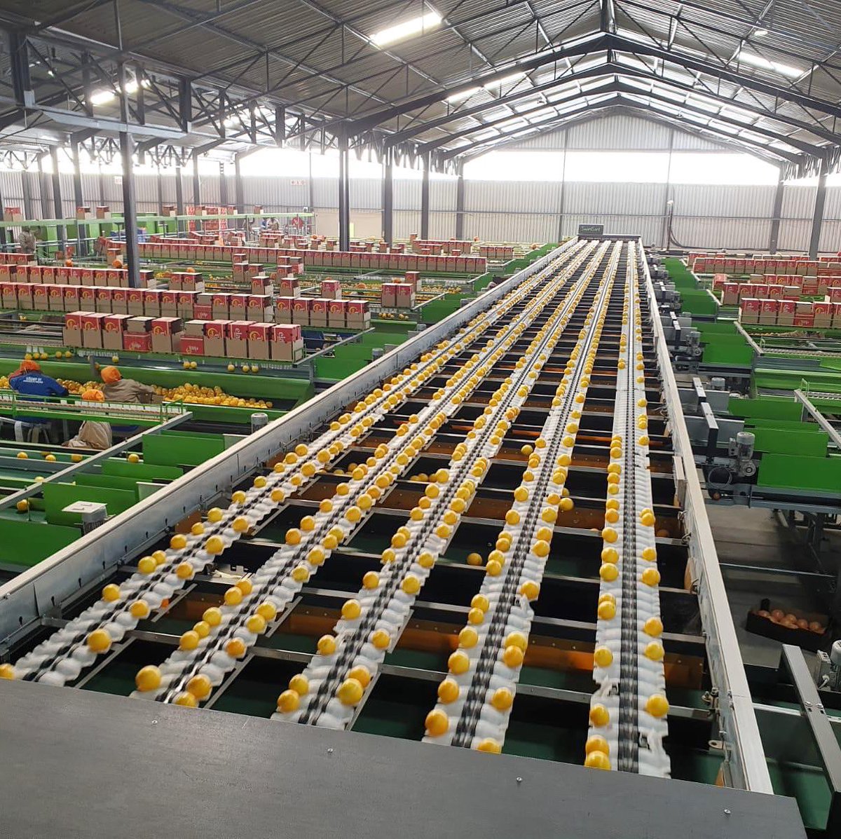 Jupiter__Group's tweet photo. 👀 🍊 Our fantastic GREEFA packing machine continues to process our handpicked citrus.
Our premium Valencia’s are continuing to harvest on our Limpopo farms. 👇
#GREEFA #packing #fruitfarm #farming #freshproduce #freshfruit #wetline #process #fruit #packingline #engineering https://t.co/6u5sa0nQvH