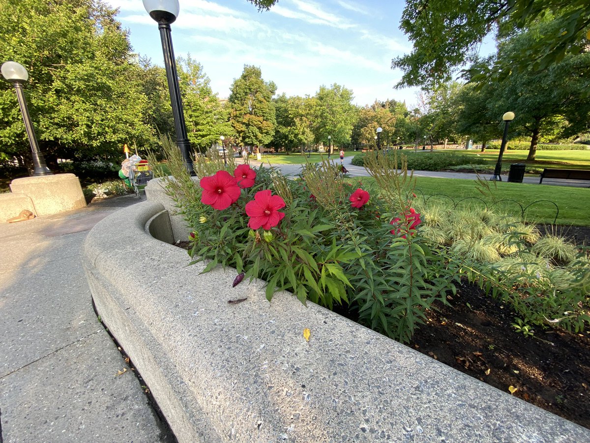 Tom Morris tweet media