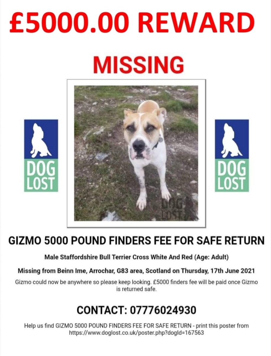 Natalie Crawford (@nataliec90) on Twitter photo Gizmo went missing on 17.06.21 on Beinn Ime, Arrochar, Scotland when the clouds separated us & hasn't been seen since. COULD NOW BE ANYWHERE! 5k REWARD!! PLEASE SHARE!! facebook.com/gizmomissing/
#gizmomissing #getgizmohome <a href="/dogbus999/">#dogbus memories,Kris & the Team</a> <a href="/AdoptionsUk/">Animal Adoptions UK 🐕🦺🐈🐎❤️</a> <a href="/beautys_legacy/">Beautys Legacy registered charity 1194186</a> <a href="/HopeRescue/">Hope Rescue</a> Gizmo went missing on 17.06.21 on Beinn Ime, Arrochar, Scotland when the clouds separated us & hasn't been seen since. COULD NOW BE ANYWHERE! 5k REWARD!! PLEASE SHARE!! facebook.com/gizmomissing/
#gizmomissing #getgizmohome <a href="/dogbus999/">#dogbus memories,Kris & the Team</a> <a href="/AdoptionsUk/">Animal Adoptions UK 🐕🦺🐈🐎❤️</a> <a href="/beautys_legacy/">Beautys Legacy registered charity 1194186</a> <a href="/HopeRescue/">Hope Rescue</a>