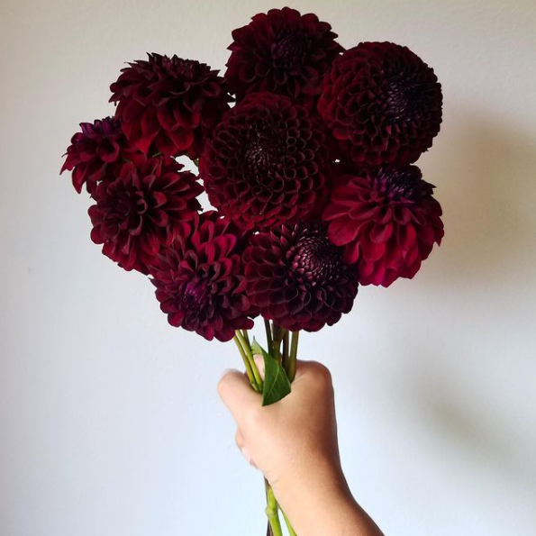 𓆰   𝑵𝒊𝒎𝒖𝒆❜𝒔 𝑭𝒍𝒐𝒘𝒆𝒓𝒔

¡𝑈𝑛𝑎𝑠 𝑑𝑎𝑙𝑖𝑎𝑠 𝑝𝑟𝑒𝑐𝑖𝑜𝑠𝑎𝑠 𝑎𝑐𝑜𝑚𝑝𝑎𝑛̃𝑎𝑑𝑎𝑠 𝑑𝑒 𝑢𝑛𝑎 𝑑𝑢𝑙𝑐𝑒 𝑑𝑒𝑑𝑖𝑐𝑎𝑡𝑜𝑟𝑖𝑎, 𝑝𝑎𝑟𝑎 <a href="/JustxDark/">𝐑𝐀𝐕𝐄𝐍 𝐊𝐇𝐀𝐋𝐈𝐃. ; 🇪🇬</a>!