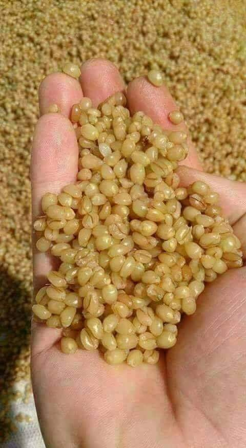 mahmuree. tweet media