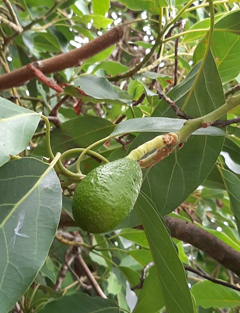 rancho_rickman's tweet photo. Counting baby #Fuerte #Avocados and sipping coffee is a great way to spend the morning here at Rancho Rickman https://t.co/61F2C5Sxy7