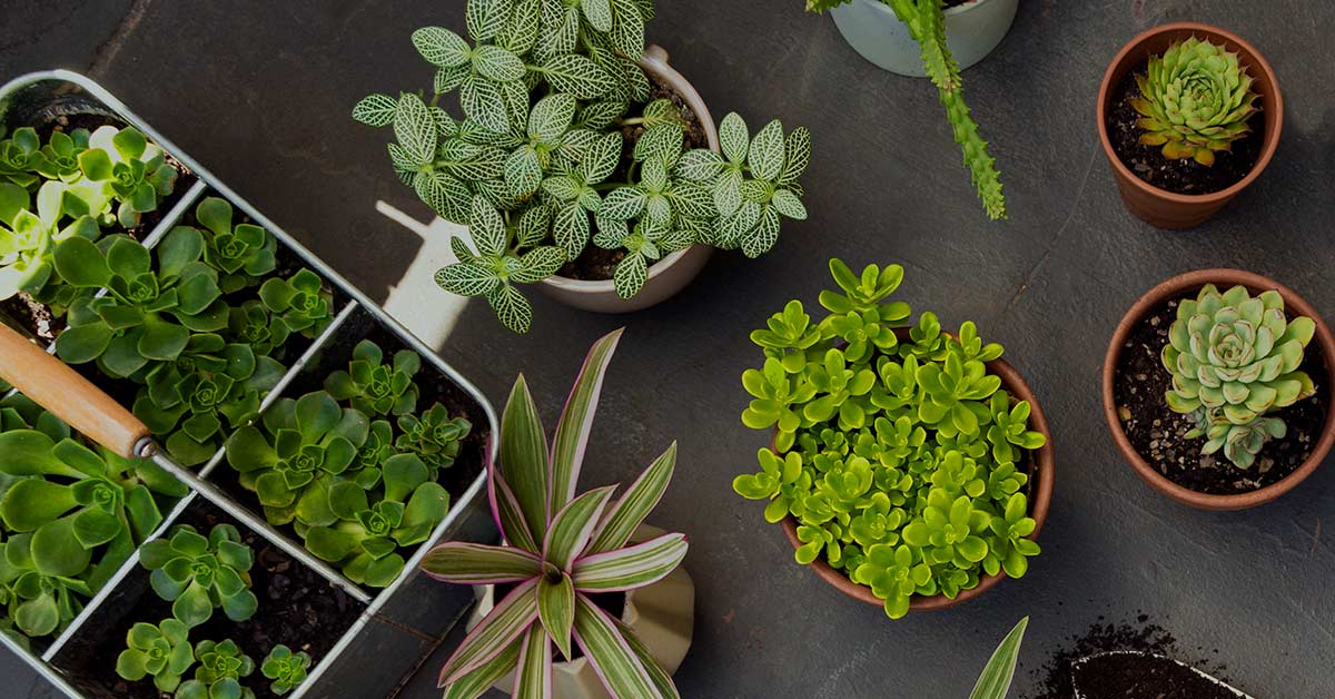 StocksThatGrow's tweet image. Sponsored Post:

🌿Revolutionizing Green Leaf. Not All Green Leaf Firms Are Created Equal. But This One Has $40B Potential. Read Here&amp;gt;&amp;gt;&amp;gt; bit.ly/3mFhjbs 🍁

#greenleaf  #puffpuffpass #highsociety #stockstowatch  #CannabisCommunity

Please read my disclaimer on my profile.