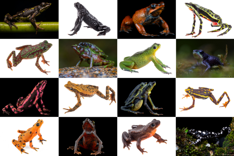 Jaime_Culebras's tweet photo. Action Plan from "#Atelopus Survival Initiative" finally is ready!
Enjoy it in https://t.co/aCZo1Dz13f
@rewild @amphibiansorg @photowildlifet #frogs #harlequintoad #harlequinfrog #amphibian #conservation https://t.co/OvYJldaEii