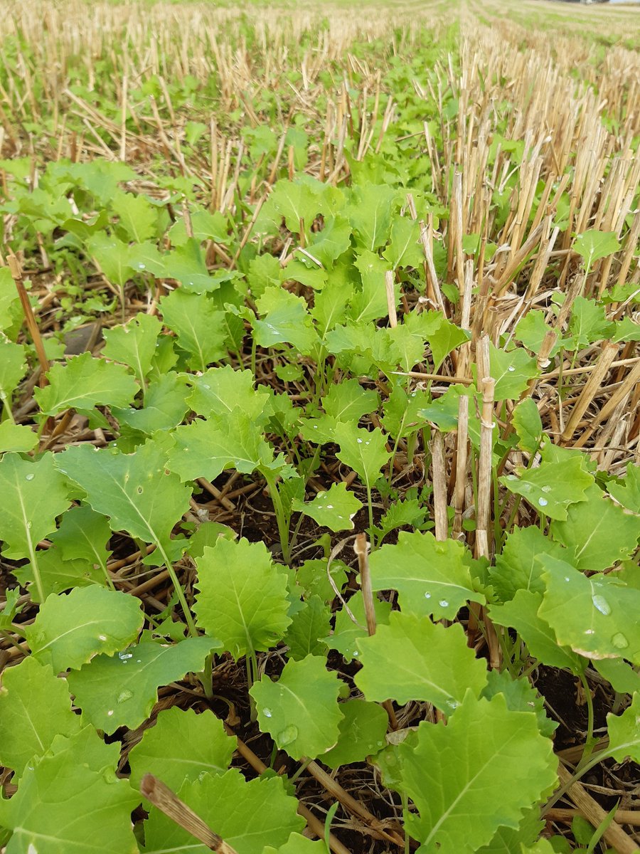 cornceres's tweet photo. Forage Rape sown 26th July 🚀 @Dodseed https://t.co/JF8w3weWm9