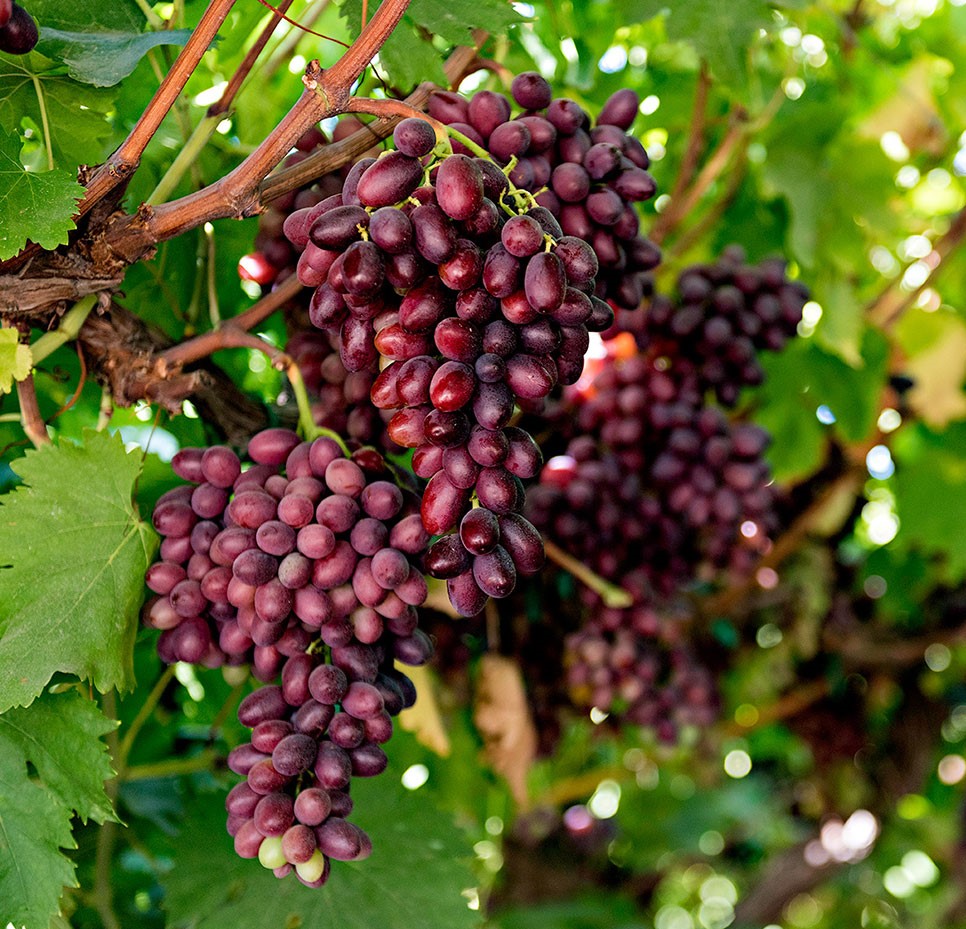 generalproduce's tweet photo. Grapes. Taste like candy!
#candyhearts #candygrapes #candyhearts #grapes #fruit #local #localgrapes #redgrapes #samsons #fowlerpacking #fresno #cagrown
📷 Credit: @SamsonsGrapes @FowlerPacking https://t.co/TBpZo0bZAY
