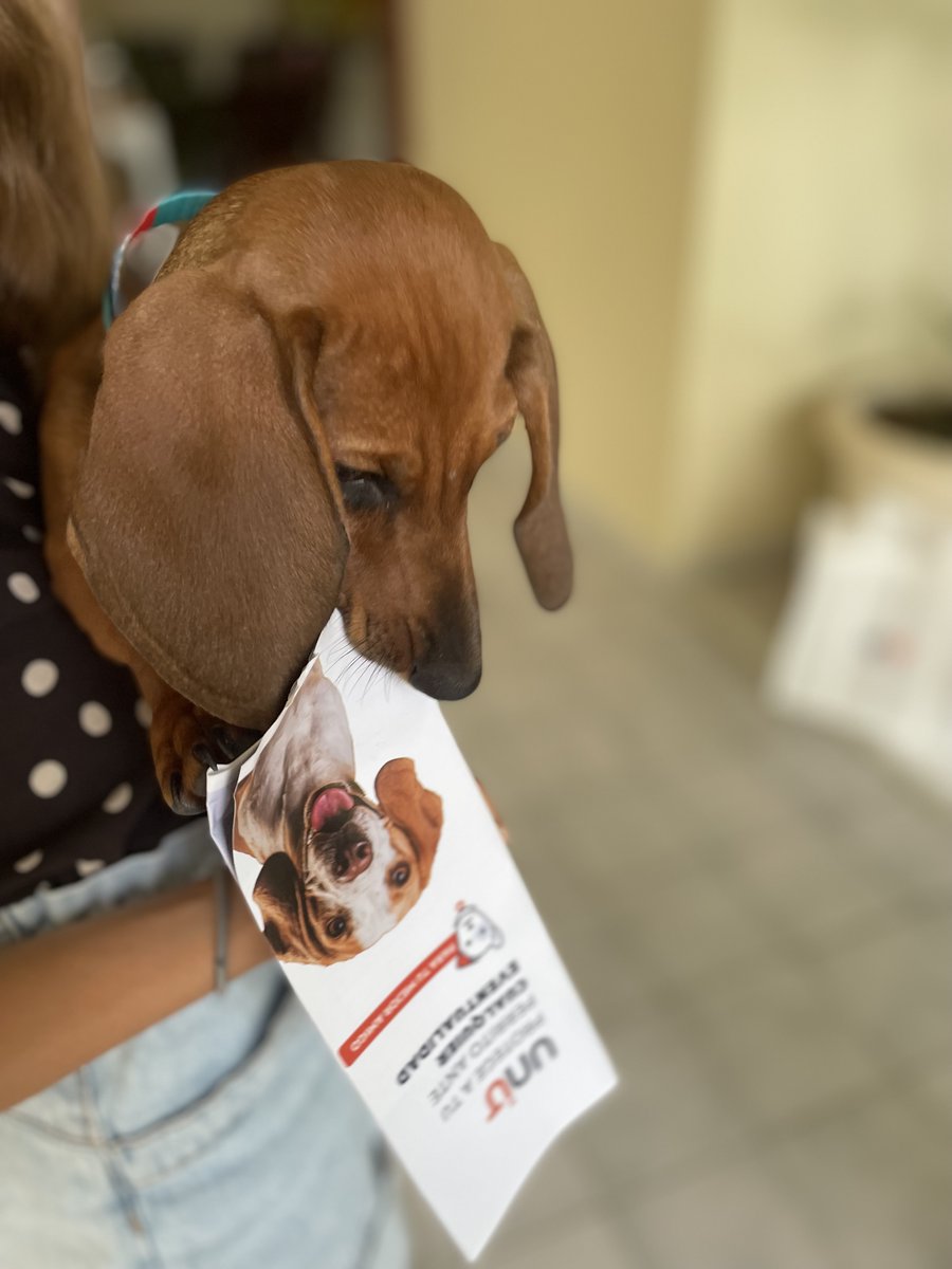holaunit's tweet photo. Leia concentrada viendo qlq cubre su seguro perruno 🐶😍 @anacleta5 #Unit #LosNietosDeIgnaura #Leia #Unitrd #HolaUnit https://t.co/HdLWyCribh