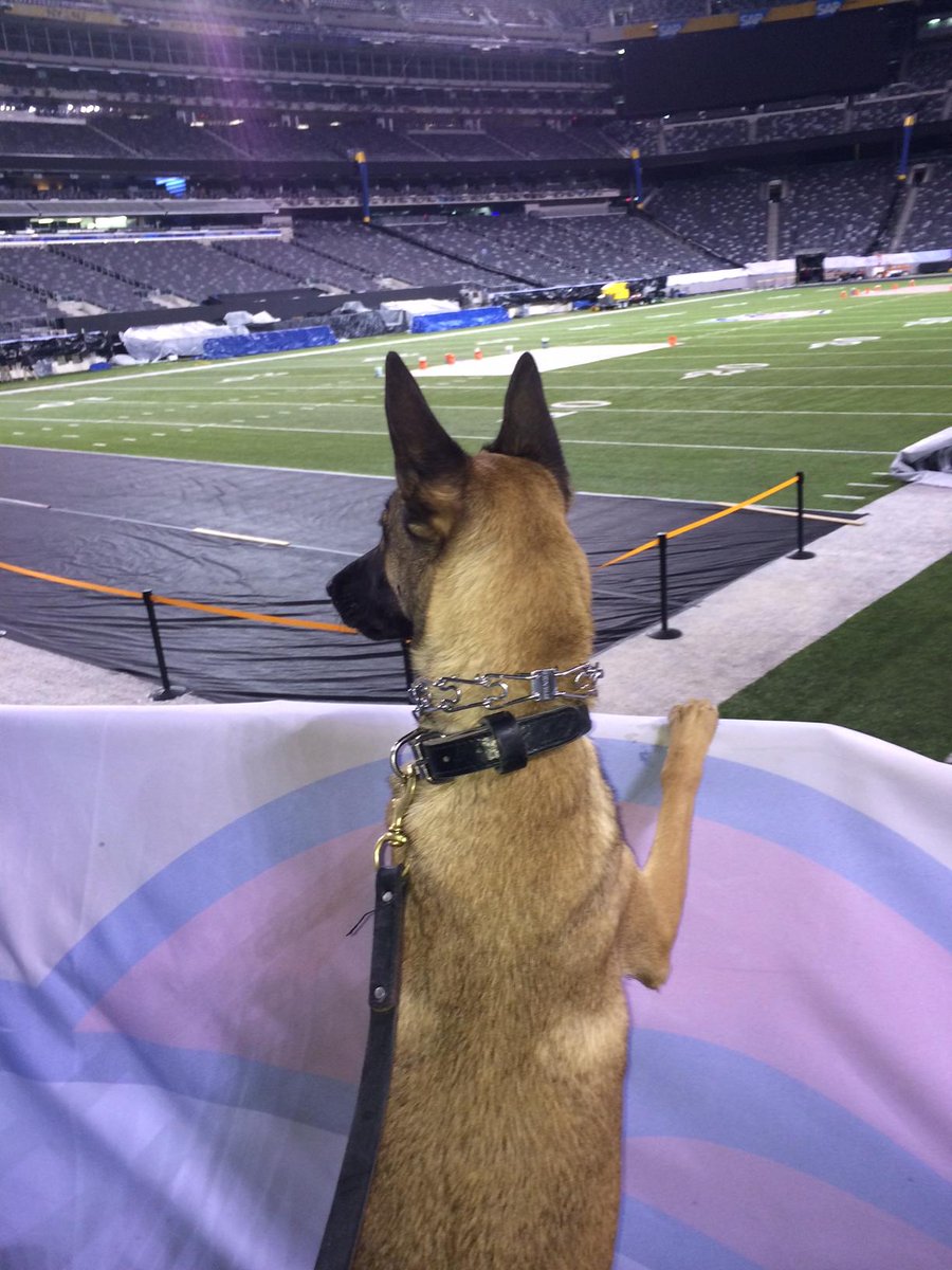 FBINewark's tweet photo. Our brave bomb detecting K9 Roxy has retired. She was honored today for a stellar career and sent home with our appreciation for keeping the community and her fellow agents safe.  #thankyouRoxy #happyretirementRoxy https://t.co/VAz7nTqn2p