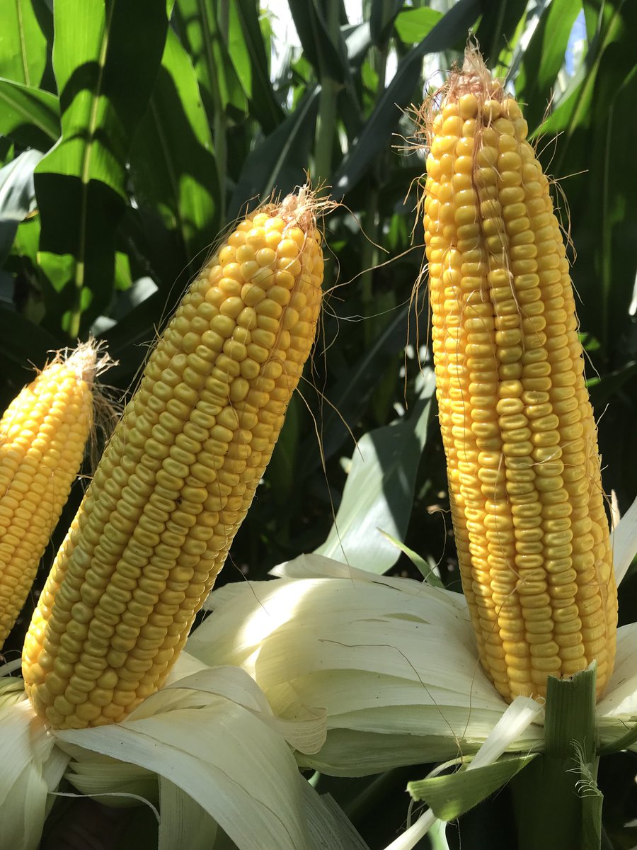 This new AgriGold A643-52 has tremendous potential.  Great health,  long flex ear with high test weight grain.  Eye catching across the entire corn belt!  Adapted to all soils - looking forward to harvest results!