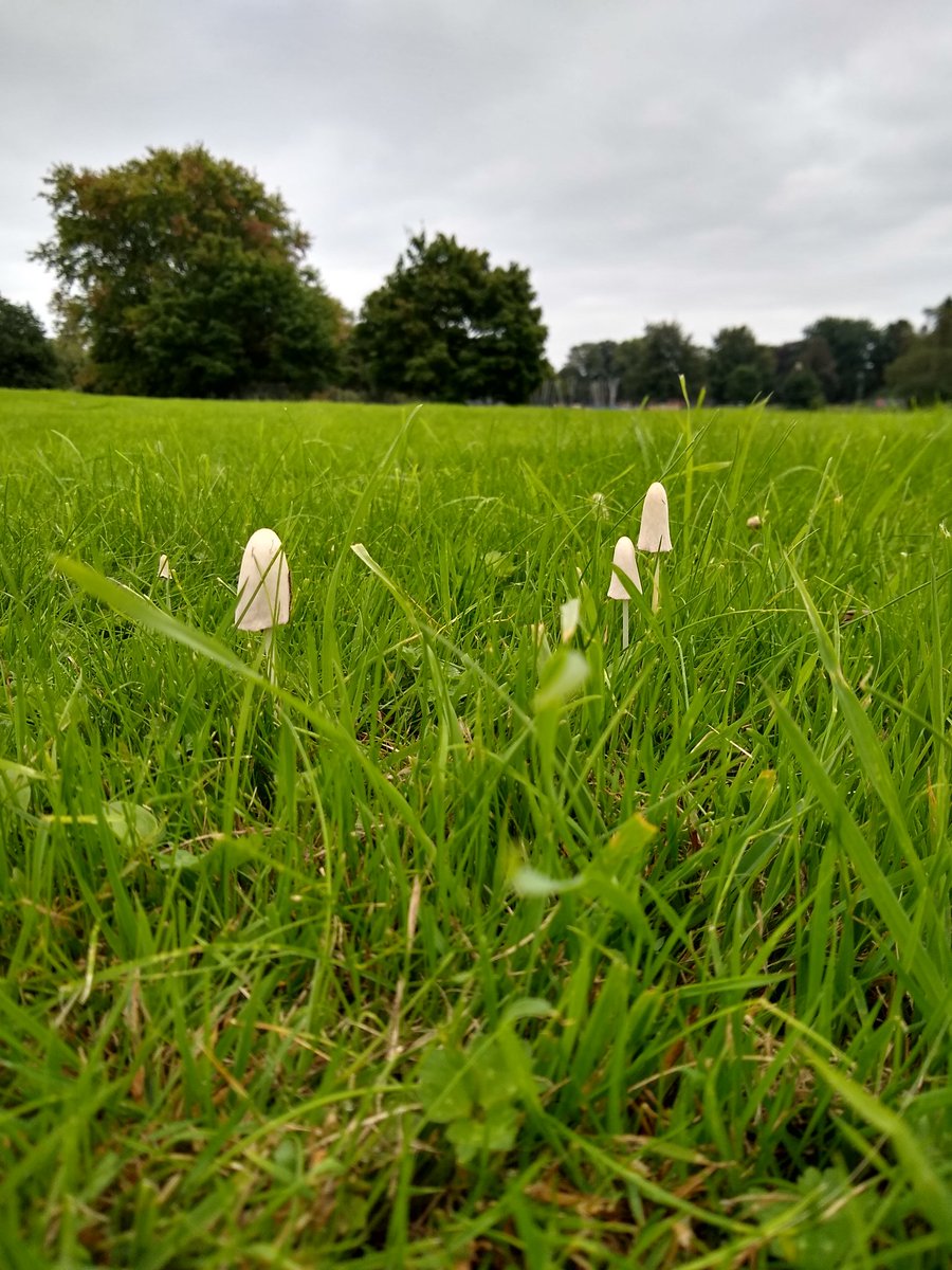 TheNatureMage's tweet photo. Mushrooms on a wander 🍄🧙‍♀️ https://t.co/8kmIgJxmnB