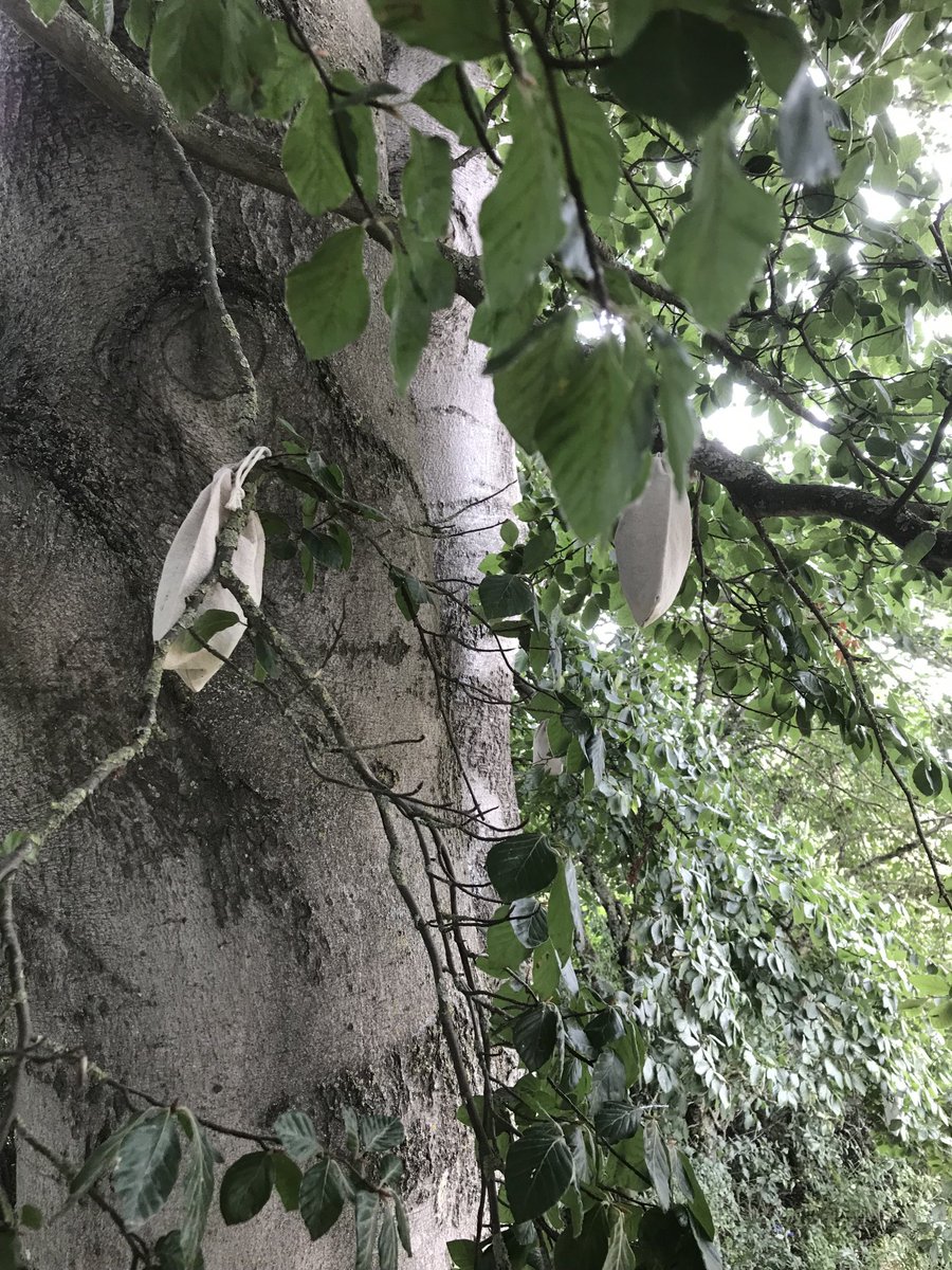Anybody any idea what this is about? All tied very neatly to a beech tree and filled with what look like dry baby wipes