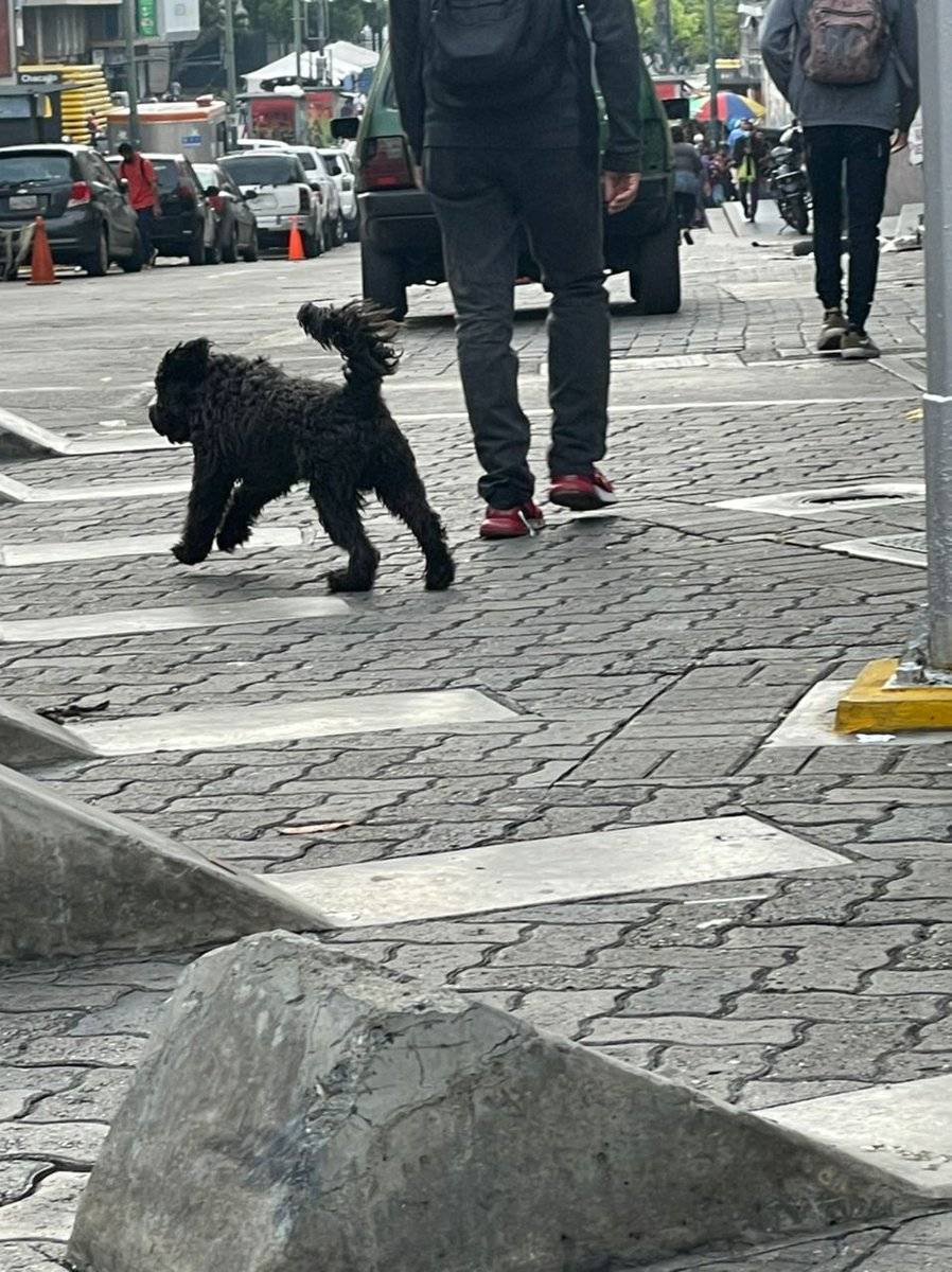 PerroUsuario's tweet image. #EXTRAVIADO RT @rochiph: Caracas - Este perrito está en Chacaito y parece perdido. Corre y le ladra a la gente.