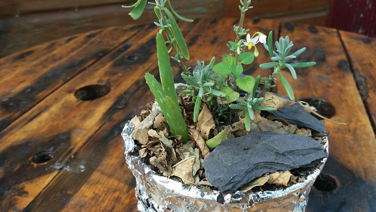 entubao's tweet photo. @EvieMilo @hasenschneck @higgledygarden @TheFlowerFarmer @Juliewil67 @DanielTyrkiel @breeder_steve @SoilVoices #Repotted #Recycled #Mulched #TrapCulture #4inchrule #outdoors #LivingSoils will it survive winter :? We'll see. Winter is coming xD https://t.co/AvuPBaVwUa