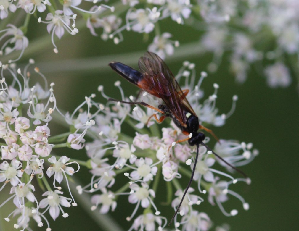 An Ichneumon Wasp on Wild Angelica for #WildWebsWednesday and #waspflower #ireland