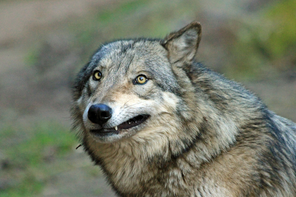 HourlyWolves presents: