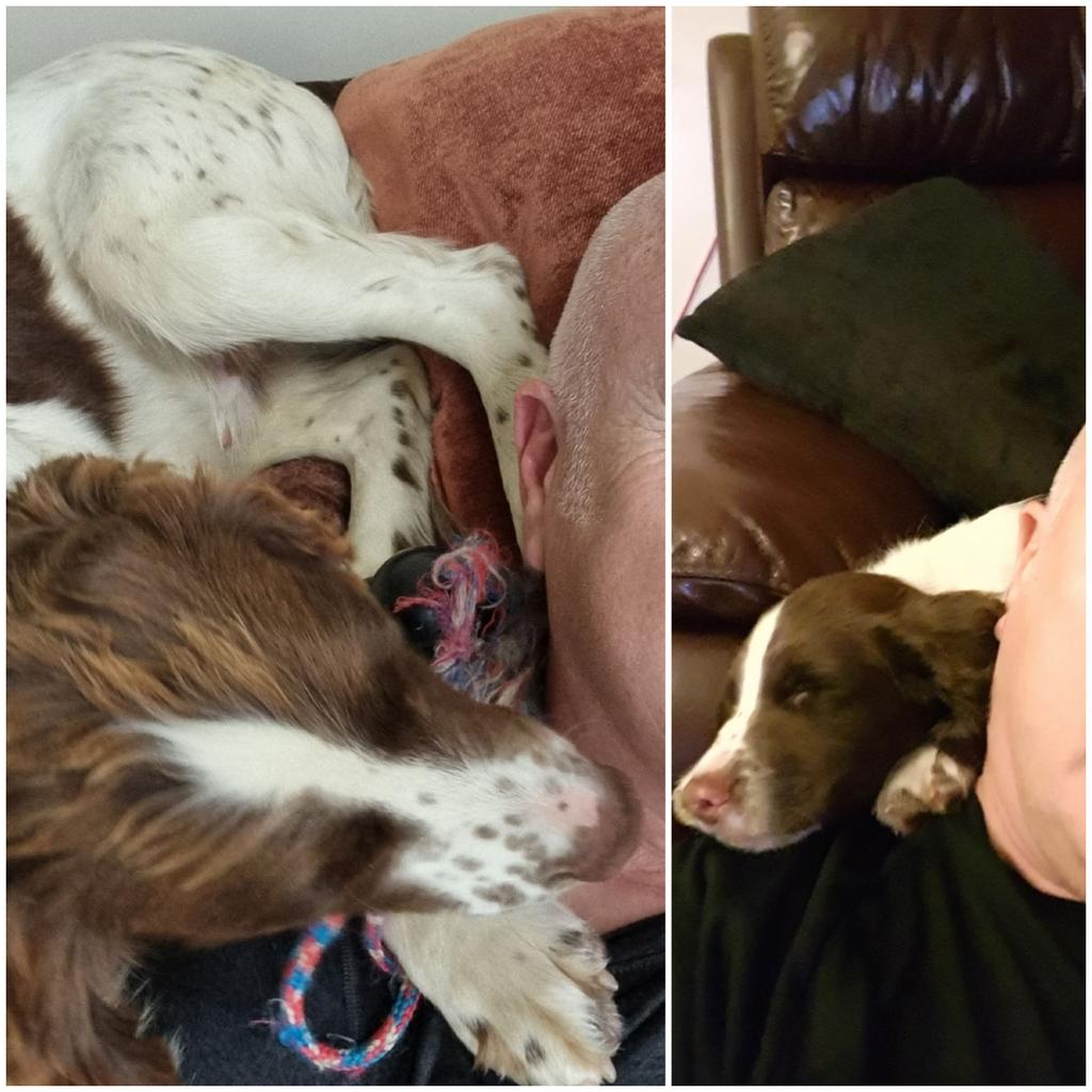 #TPDRattana still thinks he's a cute little puppy.