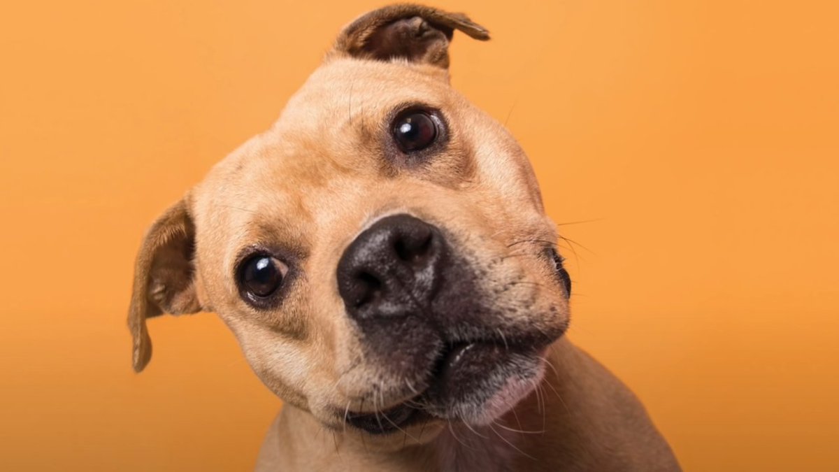 appleinsider's tweet image. Join pet photographer @SophieGamand on how to capture expressive pet portraits with #iPhone in the latest #TodayatApple video. appleinsider.com/articles/21/08…