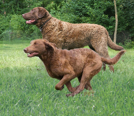 dstephen1217's tweet photo. #Chesapeake_Bay_Retriever is a big water lover with a high energy level and a playful and intelligent personality. This is a great companion for all and they love playing with the kids. #ChesapeakeBayRetriever #dogsswimming  #playfuldog https://t.co/nhcYeqJN7i