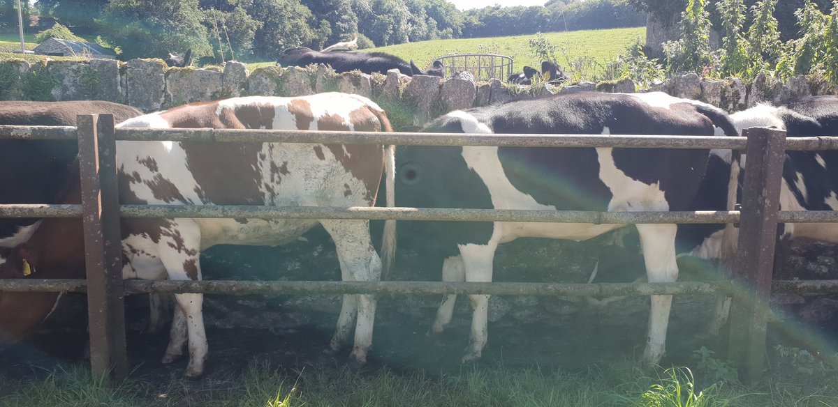 Peter Hynes 🐄🥛🇮🇪 tweet media
