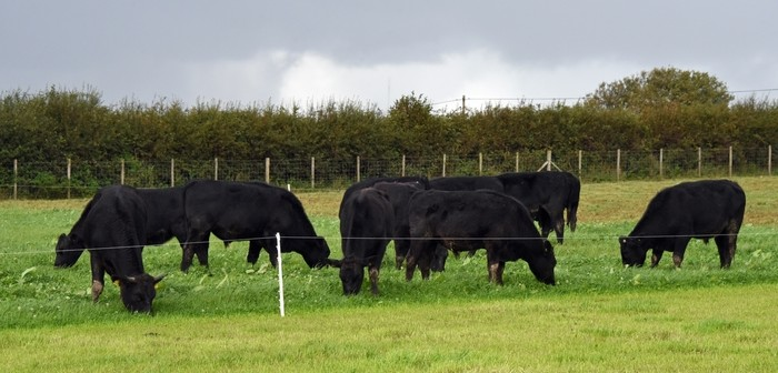 New Project involving <a href="/HybuCigCymru/">HCC</a> and <a href="/BangorUni/">Bangor University</a>   to Research Benefits of Grazing System 

farmbusiness.co.uk/livestock/beef…

#research #grazing